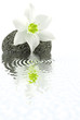 lys de l'Annonciation sur galet noir basalte, fond blanc
