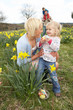 Family On Easter Egg Hunt In Daffodil Field Family On Easter Egg Hunt In Daffodil Field