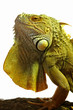 iguane sur un tronc iguane sur un tronc