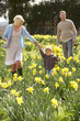 Young Family Walking Amongst Spring Daffodils Young Family Walking Amongst Spring Daffodils