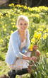 Young Woman Picking Spring Daffodils Young Woman Picking Spring Daffodils