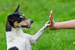 Give me five - Dog pressing his paw against a woman hand Give me five - Dog pressing his paw against a woman hand