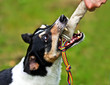 Foto: Dog biting in a training-dummy Dog biting in a training-dummy