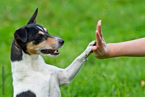 Foto: Give me five - Dog pressing his paw against a woman hand Give me five - Dog pressing his paw against a woman hand