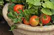 Strauchtomaten im Terracottatopf