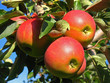 Foto: Äpfel Äpfel