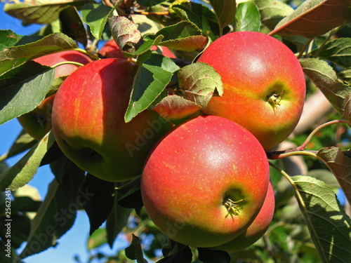 Photo: Äpfel Äpfel