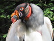 Königsgeier (Sarcoramphus papa)