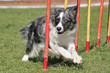 Agility - Border Collie im Slalom