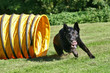 Agility - Schäferhund im Tunnel