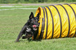 Agility - Schäferhund im Tunnel