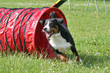 Agility- Appenzeller Sennenhund im Tunnel