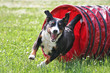 Agility - Appenzeller im Tunnel