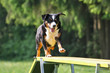 Agility - Appenzeller auf dem Laufsteg