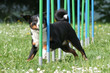 Agility - Appenzeller im Slalom