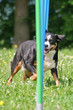 Appenzeller Sennenhund im Slalom