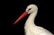 Storch