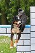 Agility - Appenzeller Sennenhund über Viadukt