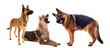chiens de berger chiens de berger