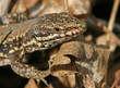 lezard des murailles