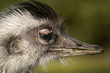 Foto: Nandu Nandu