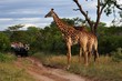 Foto: Giraffe Giraffe