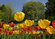 Gelbe und rote Tulpen auf der Insel Mainau im Bodensee.