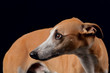 Whippet