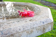 Abstract of Stone Water Bath with Floating Red Flower