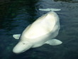 Photo: Beluga Beluga