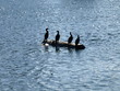Photo: Ducks Ducks