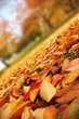 Beautiful red and yellow leaves covering autumn park. Closeup. Beautiful red and yellow leaves covering autumn park. Closeup.