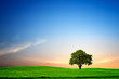 Oak tree at Sunset