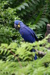 Ara bleu Ara bleu