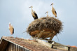 Storchenfamilie