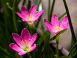Rain Lily