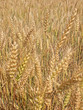 Mature ears of barley in Moscow Region. Mature ears of barley in Moscow Region.