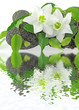 fleurs blanches lys de la Vierge sur galets noirs et ficus vert
