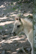 Sorraia-Fohlen Sorraia-Fohlen