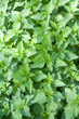 Background from the leaves of nettle