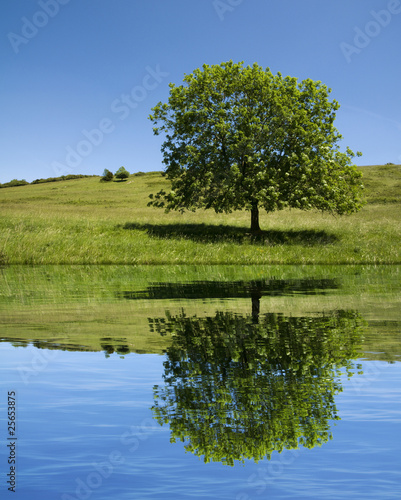 Foto: tree reflection tree reflection