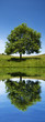 green tree reflection