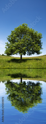 Photo: green tree reflection green tree reflection