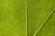 Détail d'une feuille de platane verte