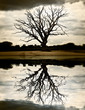 winter tree