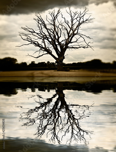 Photo: winter tree winter tree