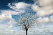 Apple tree on blue sky
