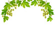 Fresh hop frame, isolated on white background Fresh hop frame, isolated on white background