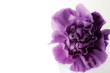 Purple Carnation