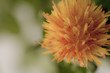 紅花